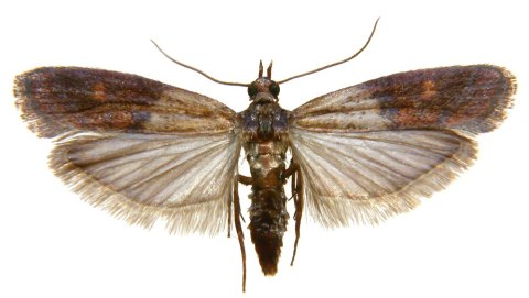 EXPEL - pułapka na mole spożywcze 2 szt. EXPEL - pułapka na mole spożywcze 2 szt.