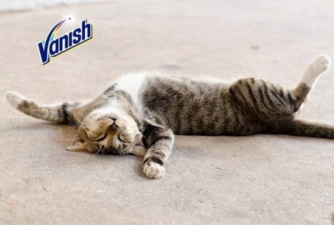 VANISH Pet Expert spray 500 ml VANISH Pet Expert spray 500 ml
